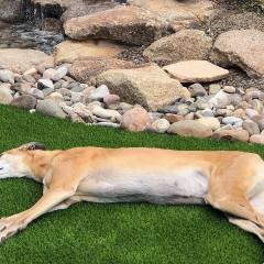 Man's best friend enjoying a snooze on the new lawn (Peoria, AZ)