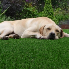 artificial-grass-dogs