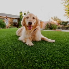 dog-on-artificial-grass