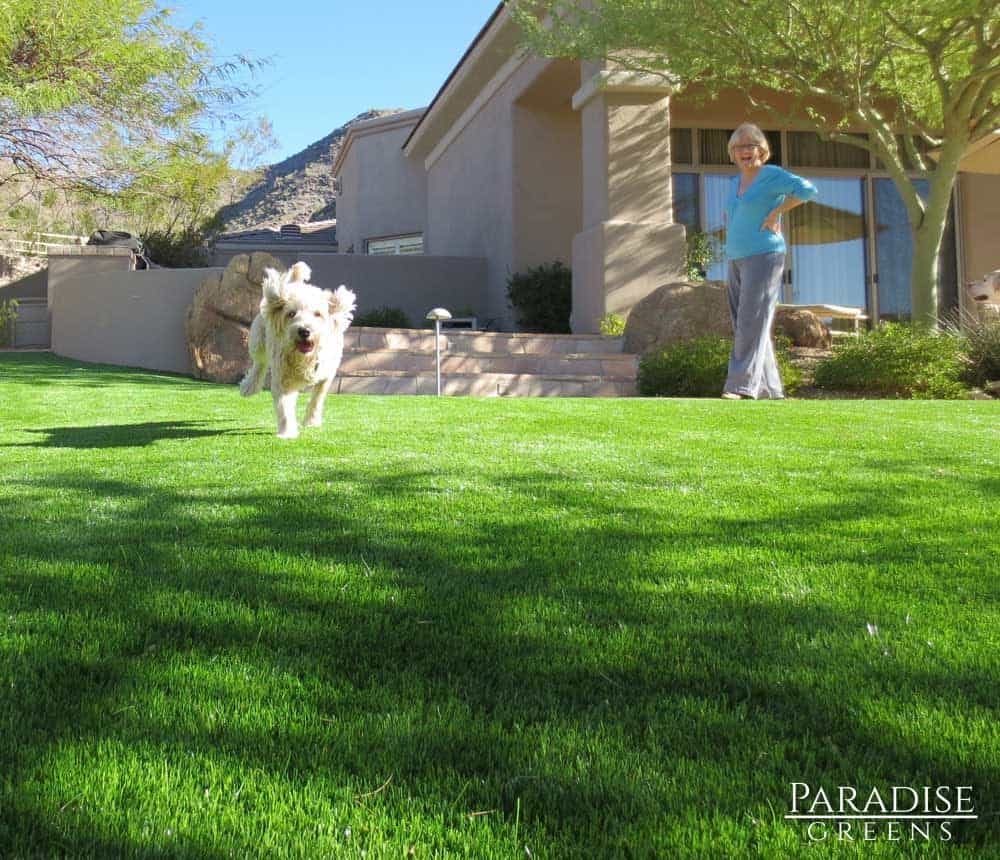 artificial-turf-that-is-safe-for-pets