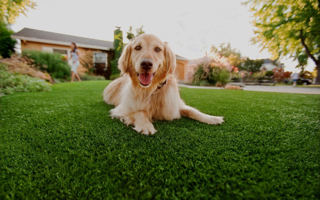 Dogs Love Their Artificial Grass Too