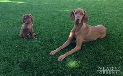 Artificial Grass: Dogs Love It and Can’t Destroy It