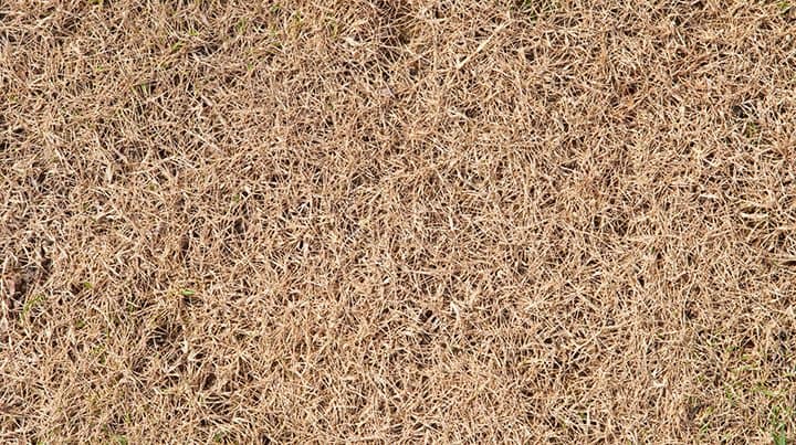 Dead Bermuda Grass