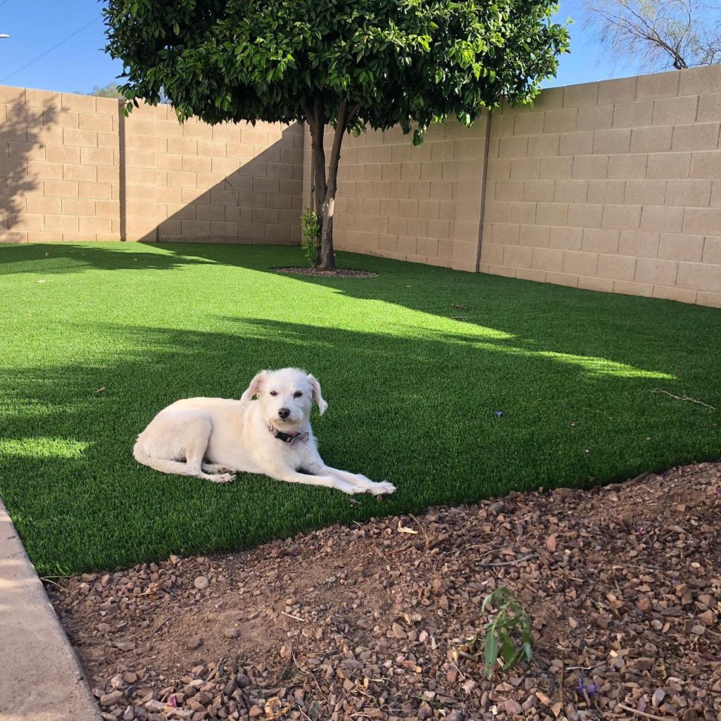 Photo - Dog just trying out the new lawn. Seems okay. 