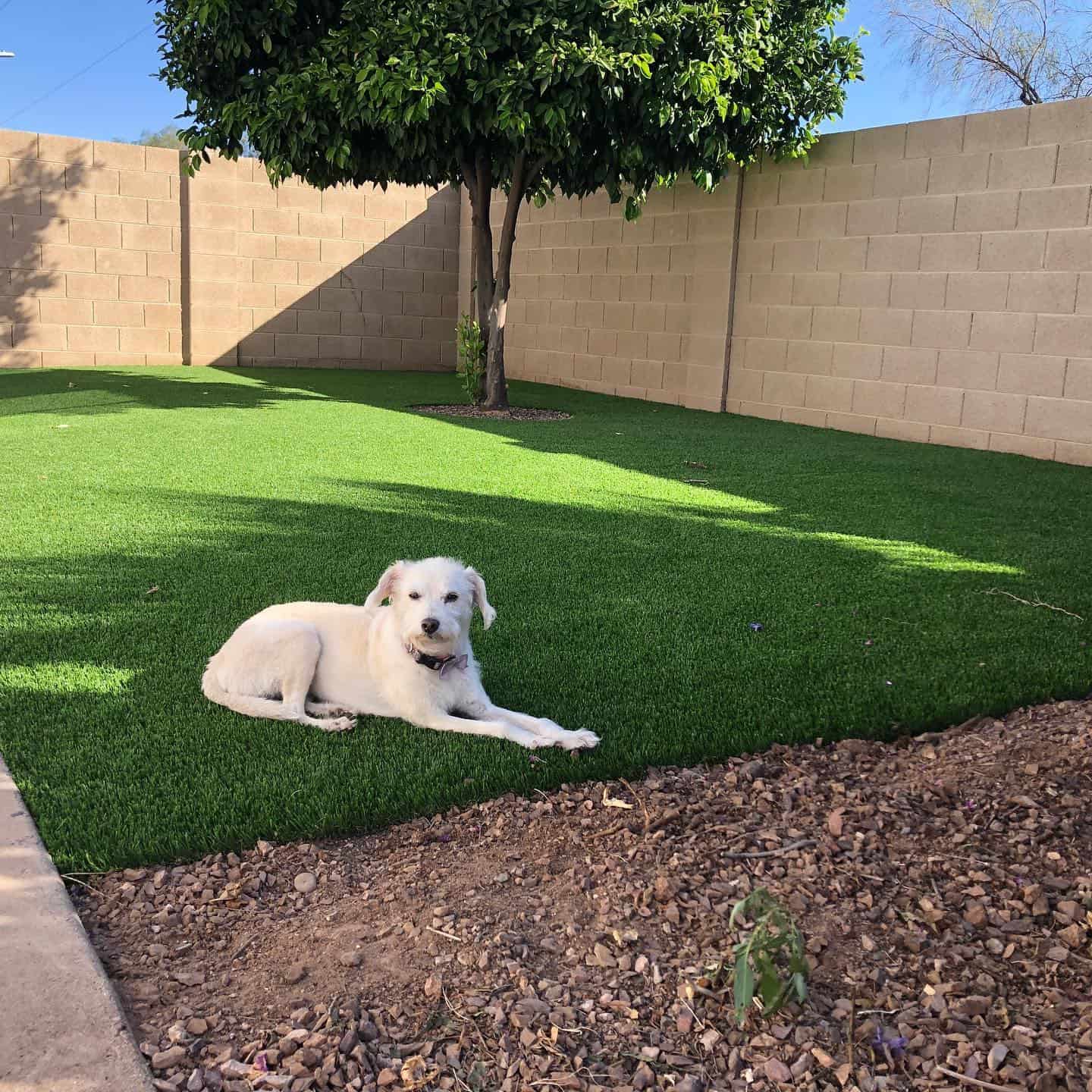 how do you use fake grass on dogs