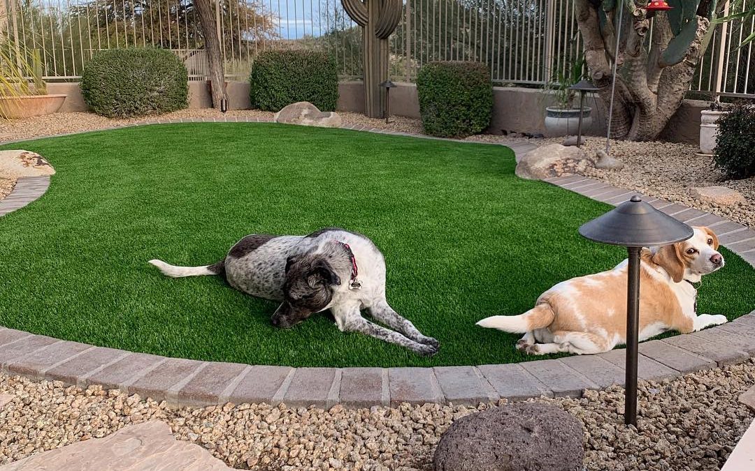 Pets and Artificial Grass: Will It Hold Up?