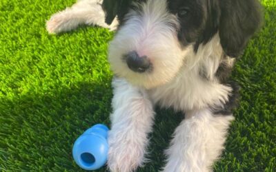 Artificial Grass for Pets – 3 Products You Need to Eliminate Odors
