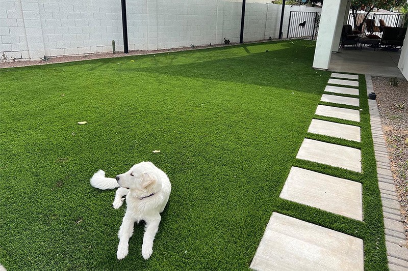 Artificial Turf and Dogs: 101