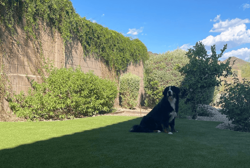 The Grass is Always Greener: The Benefits of Pet Turf for Your