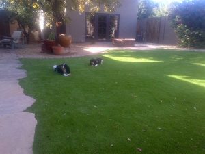 satisified artificilal grass owners