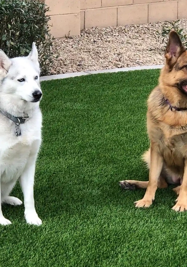 Dogs relaxing on artificial turf from Paradise Greens