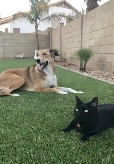 Dog and cat relaxing on artificial turf from Paradise Greens