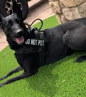 artificial pet grass in Phoenix, AZ