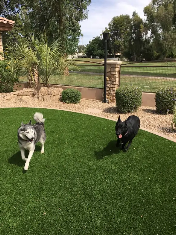 dogs playing on artificial grass lawn in Phoenix, AZ