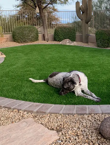 large-dog-laying-on-pet-grass
