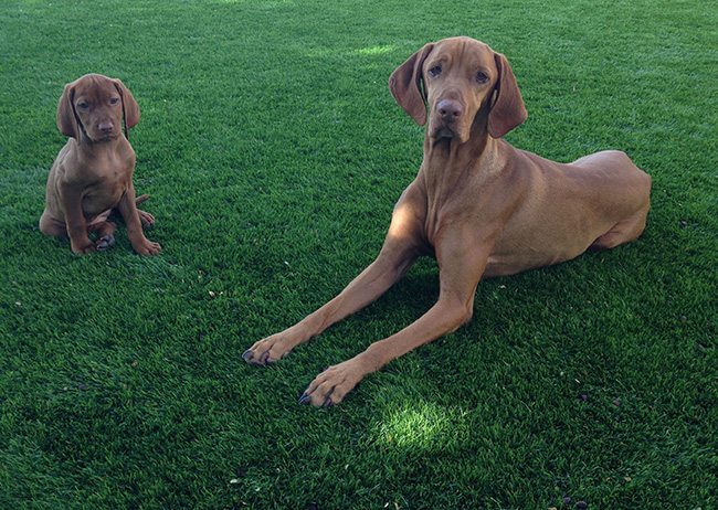 dogs love artificial grass in Phoenix, AZ