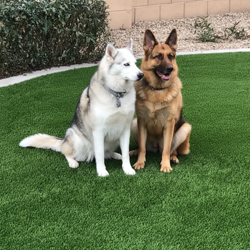 Dogs relaxing on artificial turf from Paradise Greens