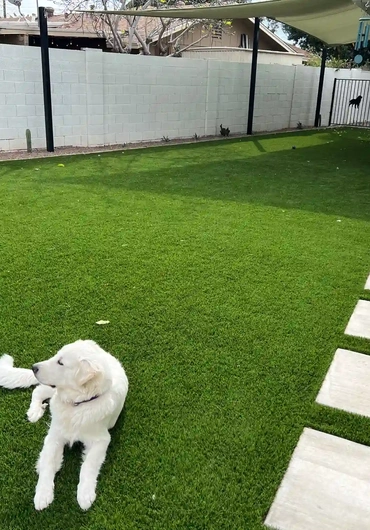 Dog relaxing on artificial turf from Paradise Greens