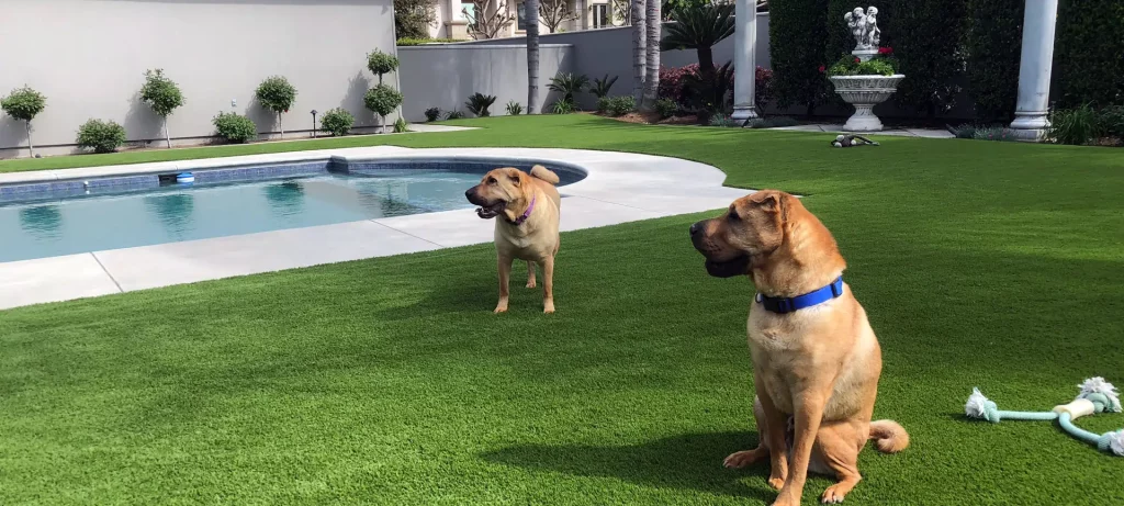 pet-turf-pheonix-az