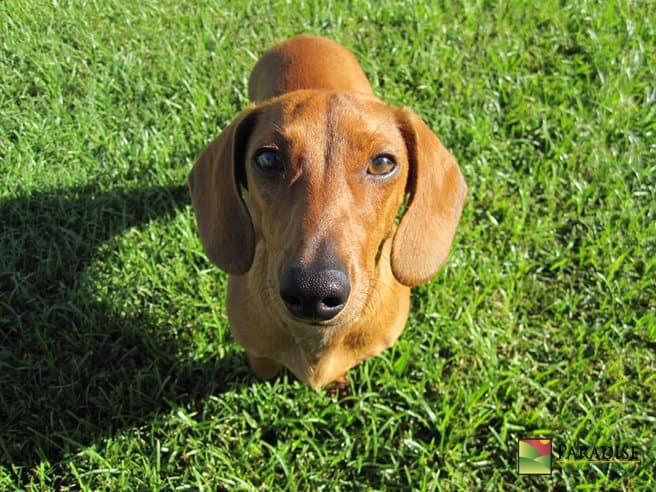 best artificial grass infill in Phoenix, AZ