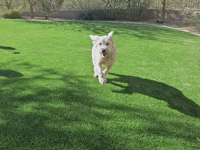 artificial pet grass in Phoenix, AZ