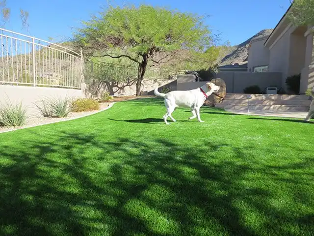 dog playing on artificial grass lawn