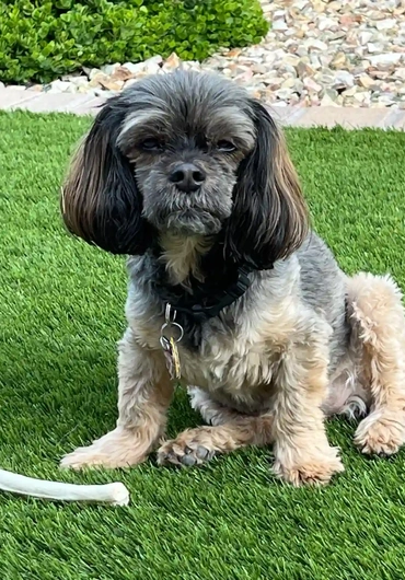 Dog relaxing on artificial turf from Paradise Greens